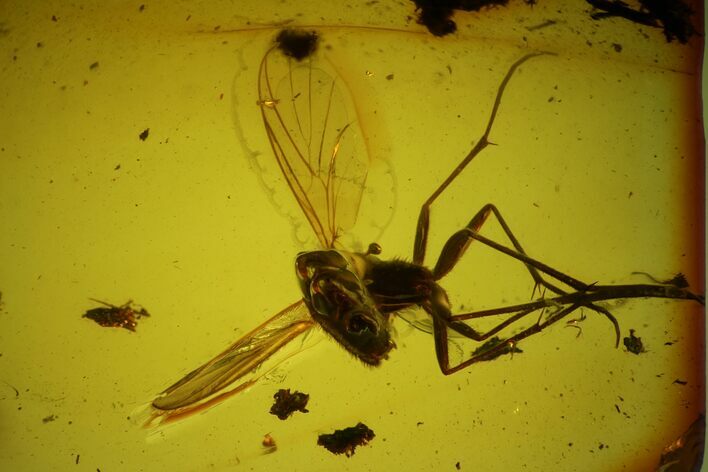 Large, Detailed Fossil Fly (Diptera) In Baltic Amber #135083